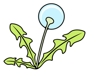 Dandelion, blowball, plant, herbal and field herbs. Nature, flower, leaves, bloom and blossom, illustration