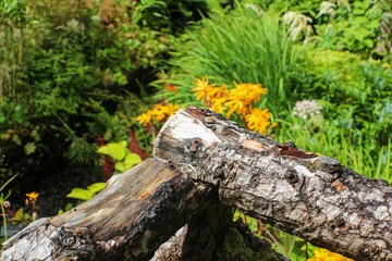 Dunvegan Castle and grounds, Isle of Skye