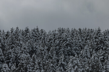 Evenly growing group of coniferous trees in the snow in Hokkaido in Japan