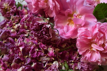 Freshly picked damask roses and dried petals