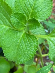 Coleus amboinicus