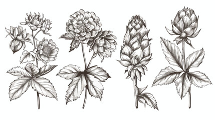 Four of elegant botanical drawings of hop parts. Four