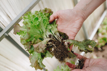 Hands of 50-year-old caucasian woman collects green in a greenhouse