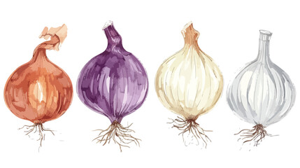 Four of elegant detailed drawings of onion bulbs. Raw