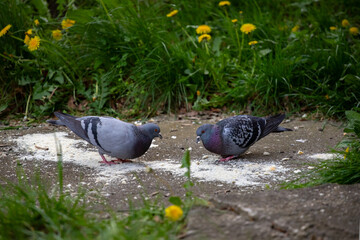 Pigeon pecking food on the street, close-up, selective focus. Gray pigeons in close-up, pecking grains from the ground. Pigeons eat food in the park, a selective 