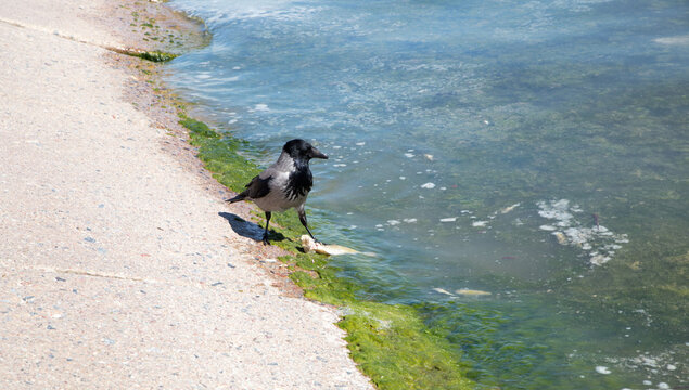 Kr&auml;he pickt frisst von totem Fisch an der Wasserkante mit Algen.