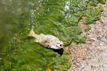 Toter Fisch in der Wasserkante mit Algen.