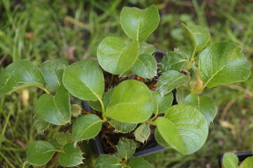 Salix nakamurana var. yezoalpina Wierzba Nakamury forma jezońska © Perovskia
