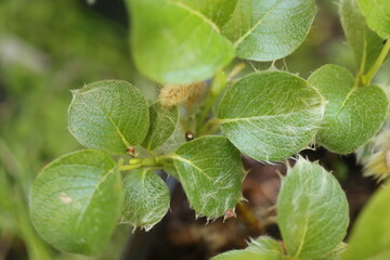 Salix nakamurana var. yezoalpina Wierzba Nakamury forma jezońska © Perovskia