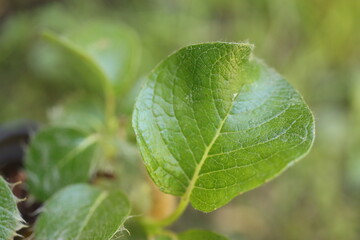 Salix nakamurana var. yezoalpina Wierzba Nakamury forma jezońska © Perovskia