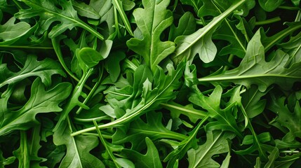 Fototapeta premium Arugula Close-Up, Fresh Green Leaves Displayed in a Vibrant and Organic Pattern