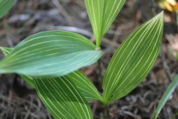 Convallaria Albostriata konwalia majowa