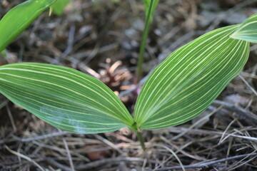 Convallaria Albostriata konwalia majowa