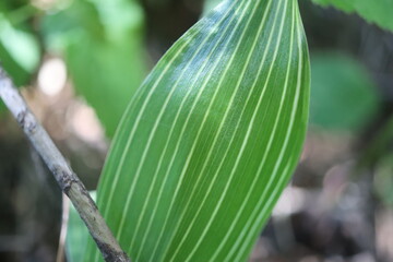 Convallaria Albostriata konwalia majowa