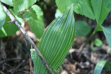 Convallaria Albostriata konwalia majowa