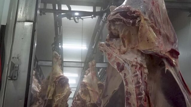 Workers carry raw meat beef carcasses on hooks into a cooler in a slaughterhouse.