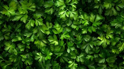 parsley close-up wallpaper texture pattern or background 2