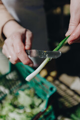Hands og a 50-year-old caucasian woman washes greens in the garden