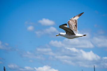 Fototapeta premium Seagull flying in clear sky at summer day. seagull flying among the clouds