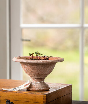 seedlings in clay pot
