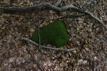 Moss surrounded by dry leaves in the beech and fir forest at the south mouth of the Vielha tunnel, Lerida, Catalunya, Spain
