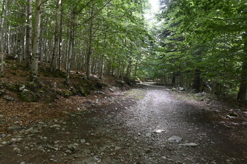 Forest track in the beech and fir forest at the south mouth of the Vielha tunnel, Lerida, Catalunya, Spain