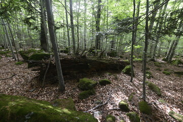 Beech and fir forest with moss-filled rocks at the south mouth of the Vielha tunnel, Lerida, Catalunya, Spain