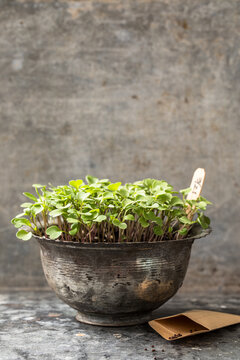 Fototapeta seedlings in metal pot 