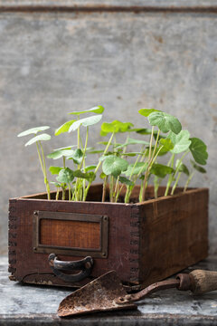 seedlings in small wood drawer

