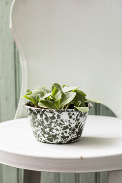 seedlings in enamelware spatter pots
