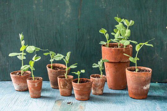 Fototapeta Pea seedlings in clay pots 