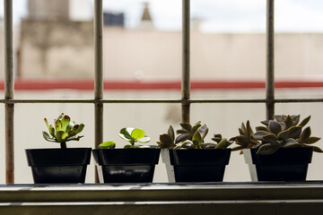 Four potted plants sit on a windowsill, each with a different type of plant
