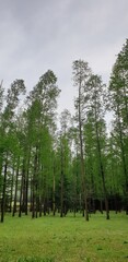 힐링 되는 멋지고 아름다운 메타세쿼이아숲 - Metasequoia Forest