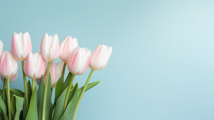 Soft Pink Tulips Against Blue Background