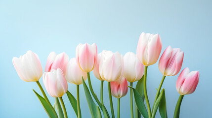 Soft Pink Tulips Against Blue Background