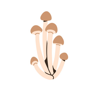 recommend clip art: Shimeji mushrooms in cluster, bunch. Edible fungi with caps, grouped stems. Fresh organic forest food. Autumn seasonal wild fungus. Flat graphic vector illustration isolated on white background