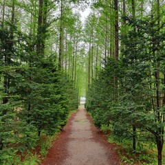 Obraz premium 힐링 되는 멋지고 아름다운 메타세쿼이아숲 - Metasequoia Forest