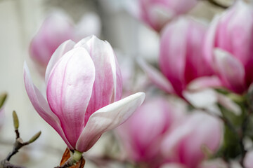 Magnolia Sulanjana flowers with petals in the spring season. beautiful pink magnolia flowers in spring, selective focusing.