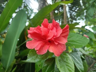Hibiscus is a genus of flowering plants in the mallow family, Malvaceae. 