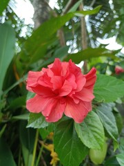 Hibiscus is a genus of flowering plants in the mallow family, Malvaceae. 
