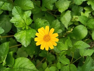 Sphagneticola trilobata,
It is native to Mexico, Central America, and the Caribbean, but now grows throughout the Neotropics.