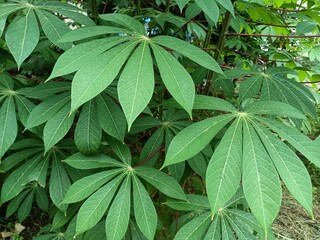 Cassava plant with green leaves growing in the garden