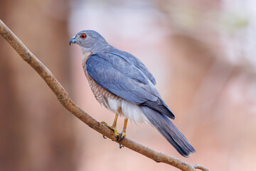 Shikar