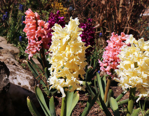 Hyacintus Woodstock.Closeup of scented hyacinth flowers in a garden. With a beautifully blurred...