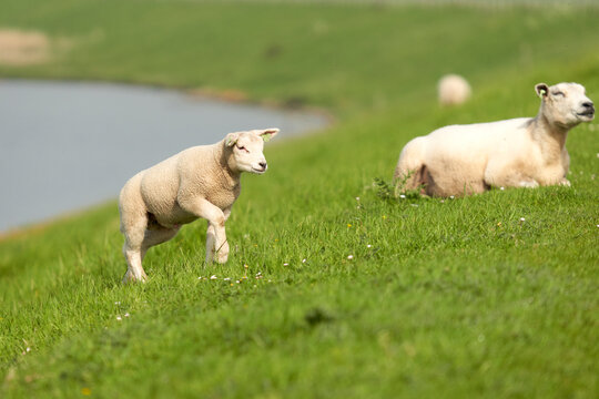 Sheep on the water at Easter. Netherlands, Zeeland, Oosterschelde.