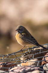 bird