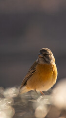 yellow bird