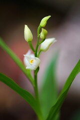 Fototapeta premium Close up photo of sword-leaved helleborine (Cephalanthera longifolia) on blurry background. Gargano, Italy, Europe. 