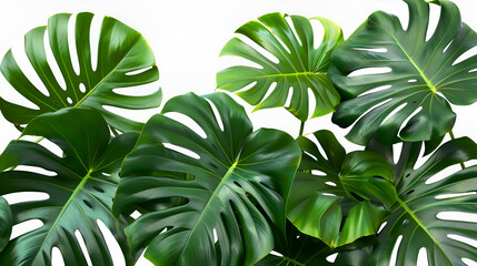 Tropical rainforest foliage plants bushes ,generative ai
