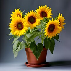 Obraz premium sunflower in a pot